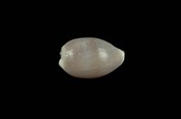 藏品(紫花寶螺)的圖片